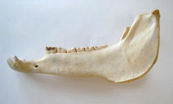 Jawbone of an ass